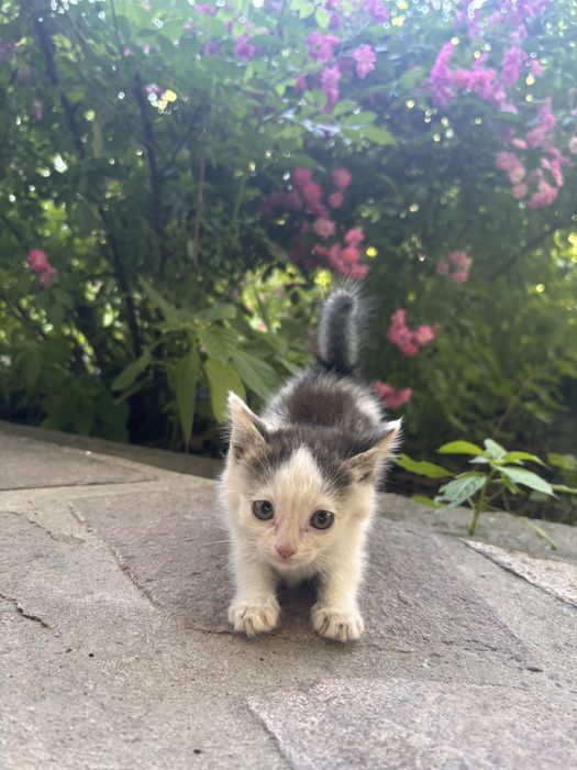 Котята, в добрые руки.