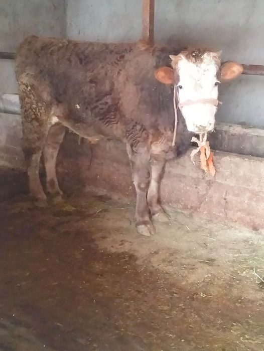 Семіз бұқалар сатылады