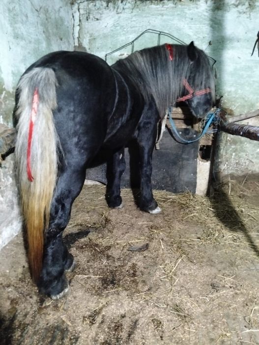 Vand armasar de 3 ani