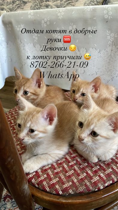 Отдам в добрые руки
