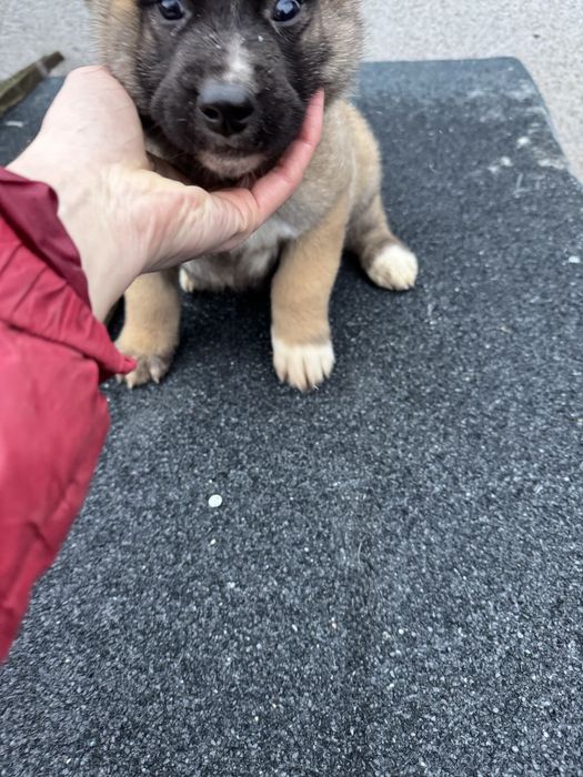 Белгийска овчарка Малиноа