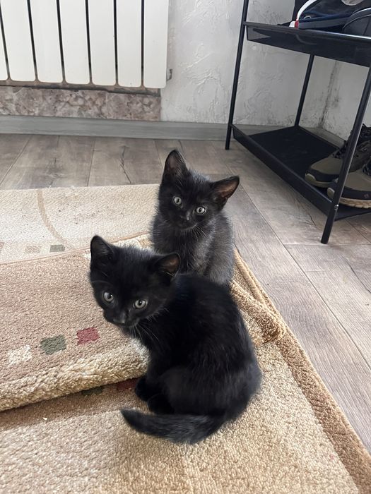 Котята добрым рукам