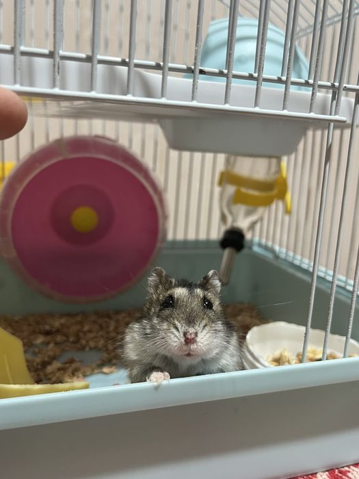 Джунгарик в хорошие руки