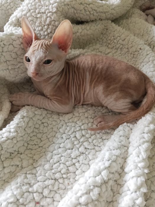 Продаются котята сфинкс