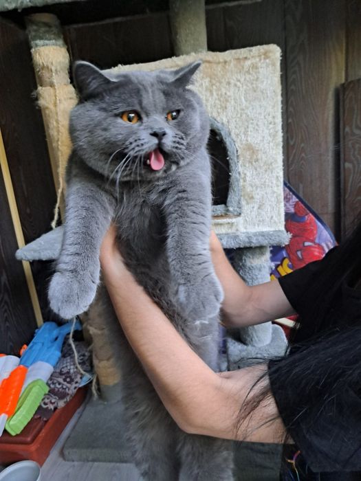 Продается котенок шотландский вислоухий скотиш фолд девочка.