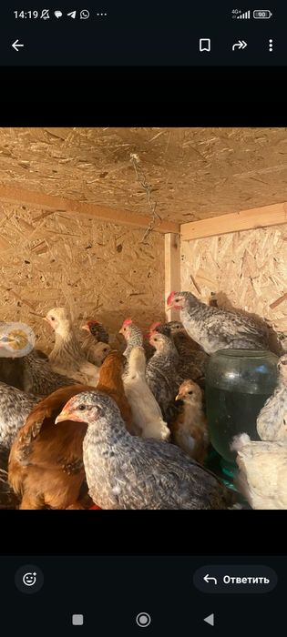 Цыплята 1,5месячные срочно!