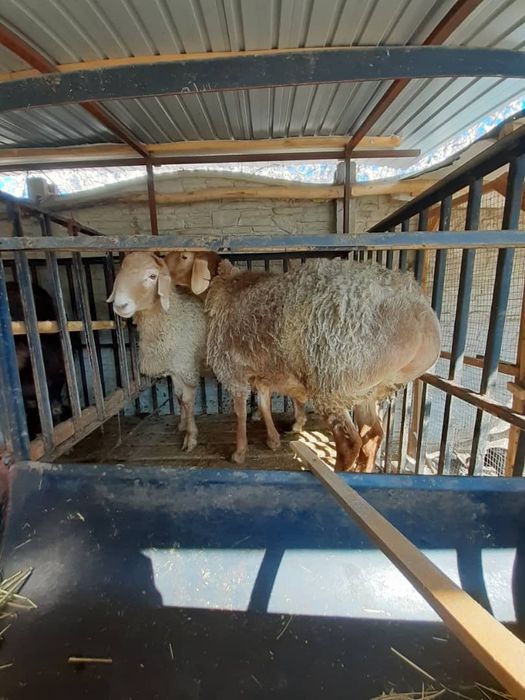 Tojikiston qòchqorlari sotiladi