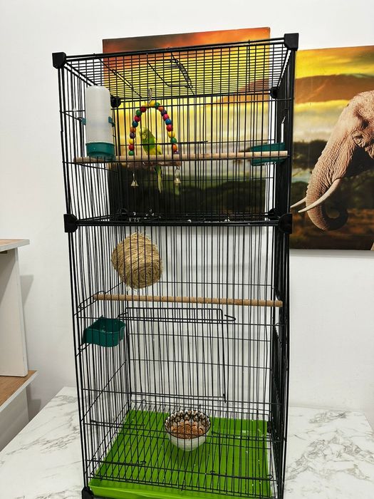 Попугай вместе с клеткой