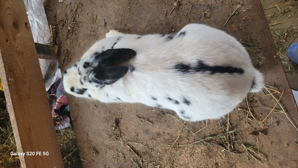 Vand iepuroaice gestante