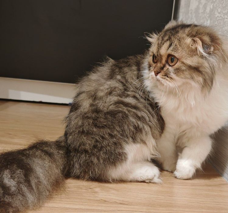 Scottish highland   fold. Скоттиш хайленд-фолд.