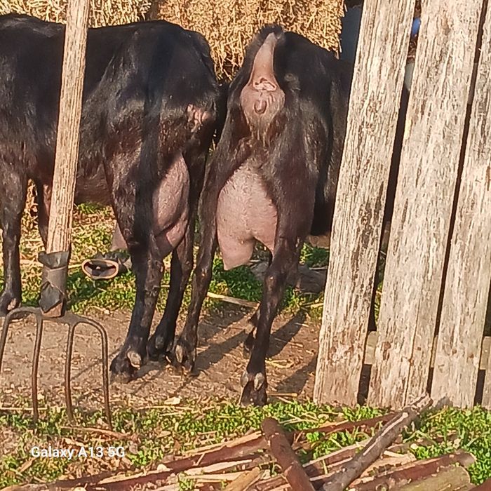 Vind capre murciano granadina rasă pură