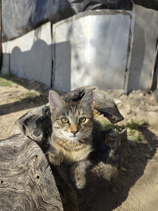 Камышовые котята.
