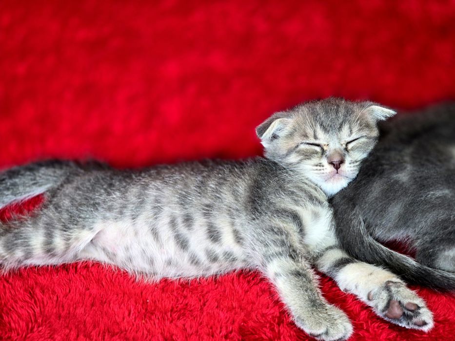 Котята вислоухие Scottish Fold
