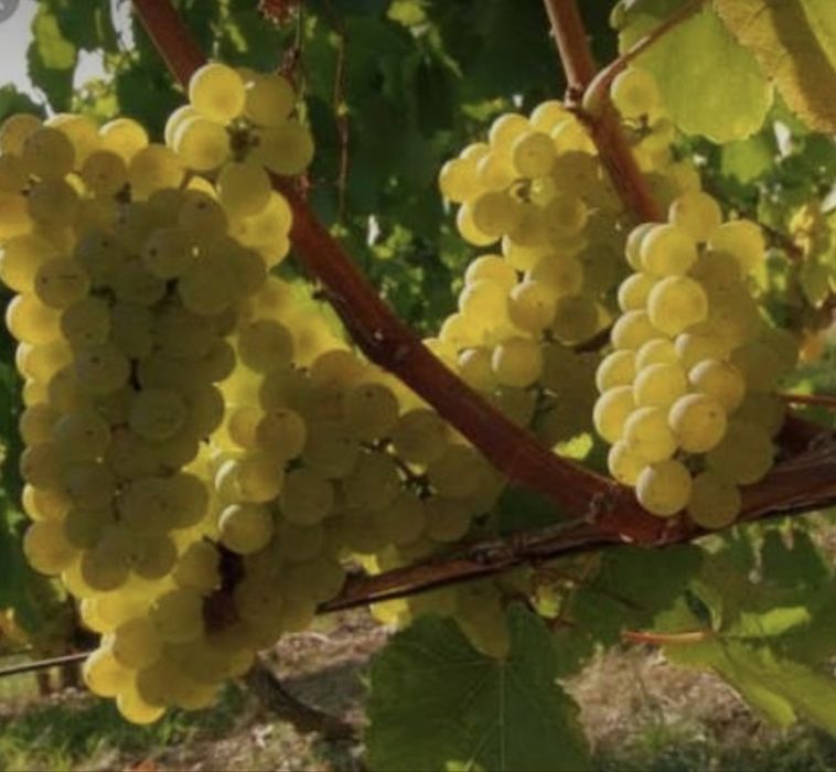 Struguri de vin reolta 2026.