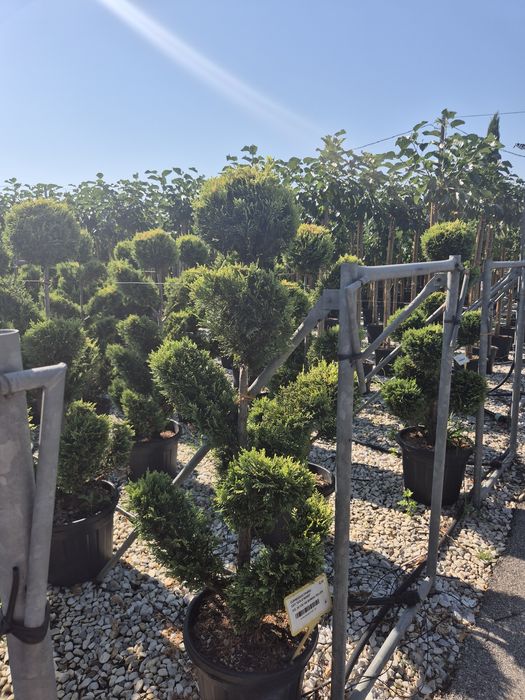 Plante ornamentale livrare gratuita