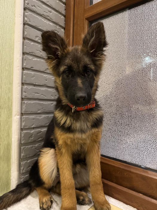 Продается щенок немецкой овчарки(девочка)