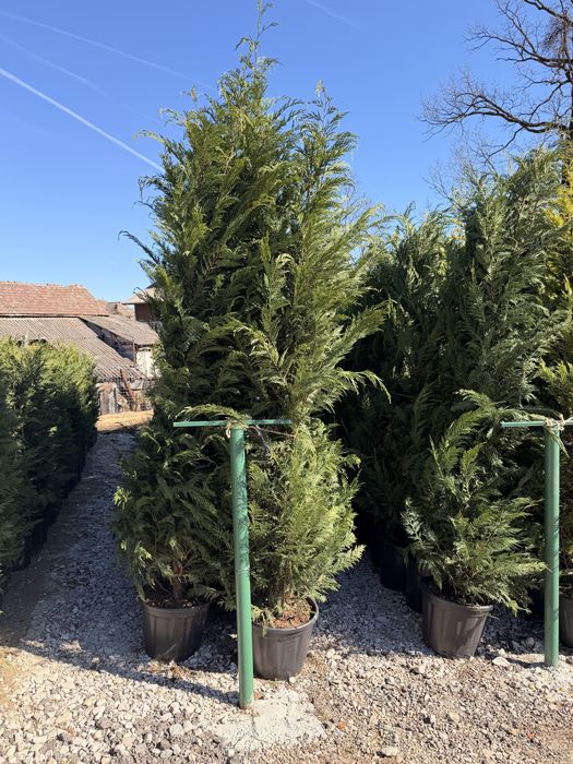 Leylandii cupressocyparis la ghiveci (Plante ornamentale )