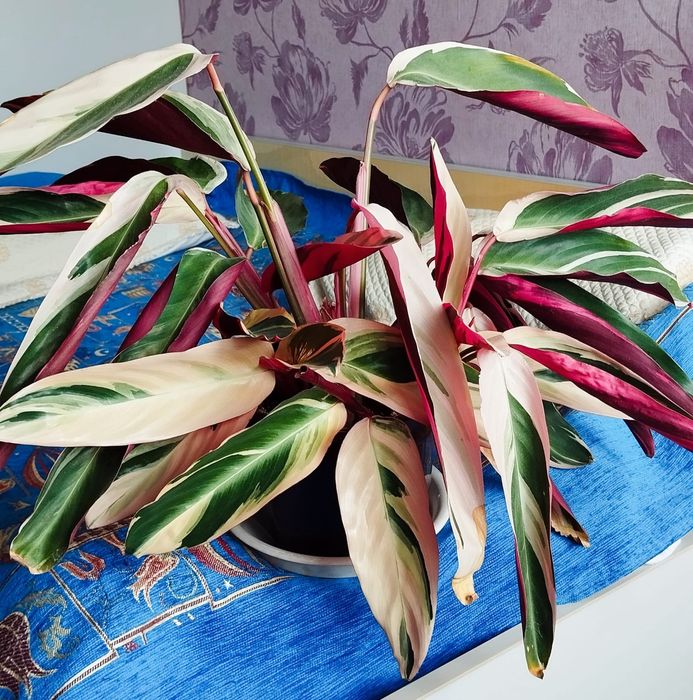 бугенвиллии, строманты, кротоны