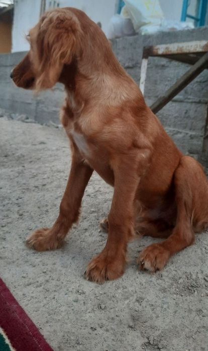 Собака спаниель, 6 месяца