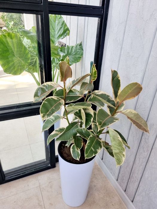 Офисные растения цветы для офиса