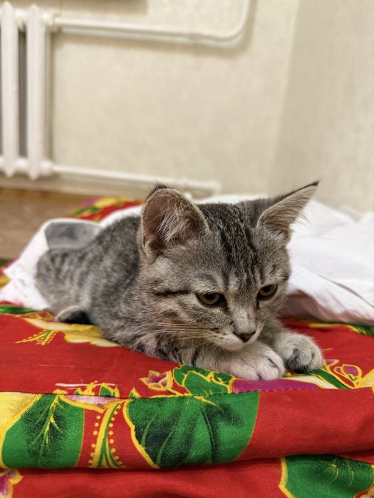 Продам ласковую кочешку 10000