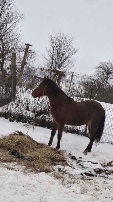 Vând mânza de 1 an și jumătate !!!