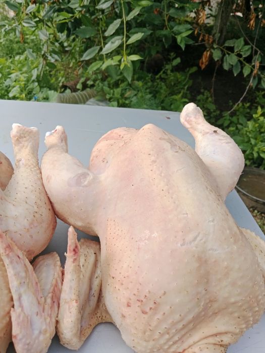 Продам домашних курей бройлеров