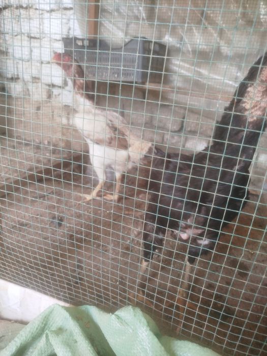 Dakan hoʻroz tuhumlari sotiladi harhil yahshi zotladan