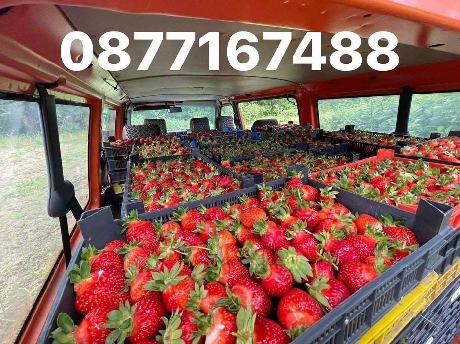 Качествен разсад ягоди и малини