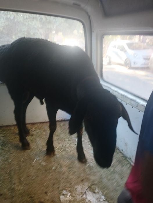 Qoylar qochqorlar sotamiz jivoy vesga 90.000 mingdan  kilosga 140.000