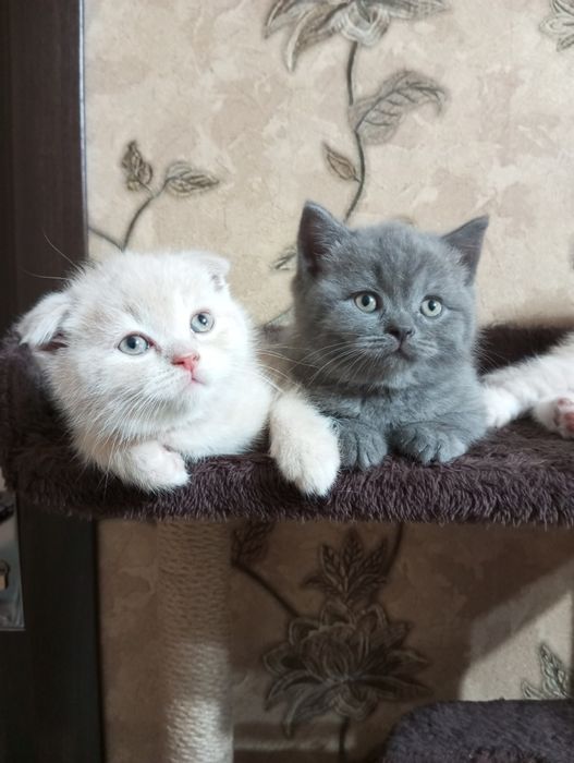 Британцы:Скотиш Фолд