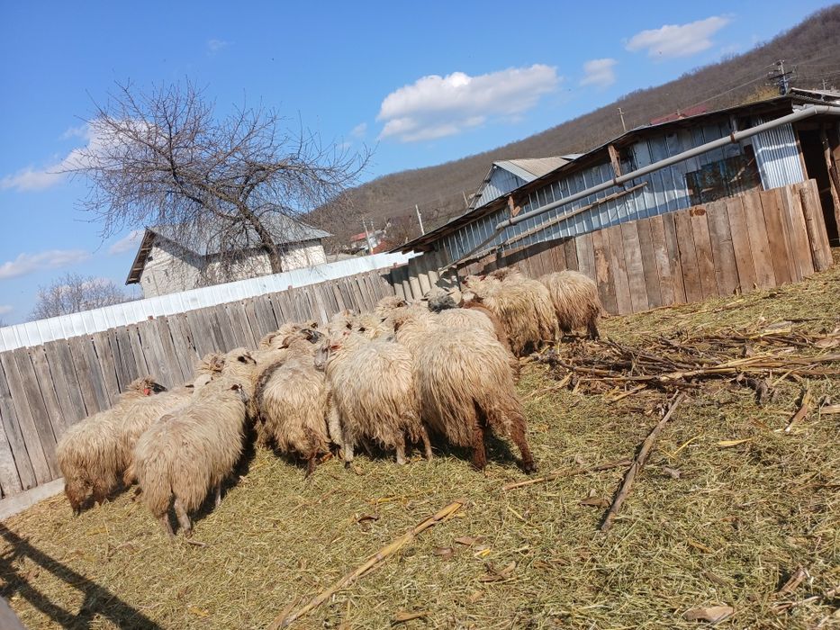 Vând 24 de oii adulte si un berbec si 21 de miei