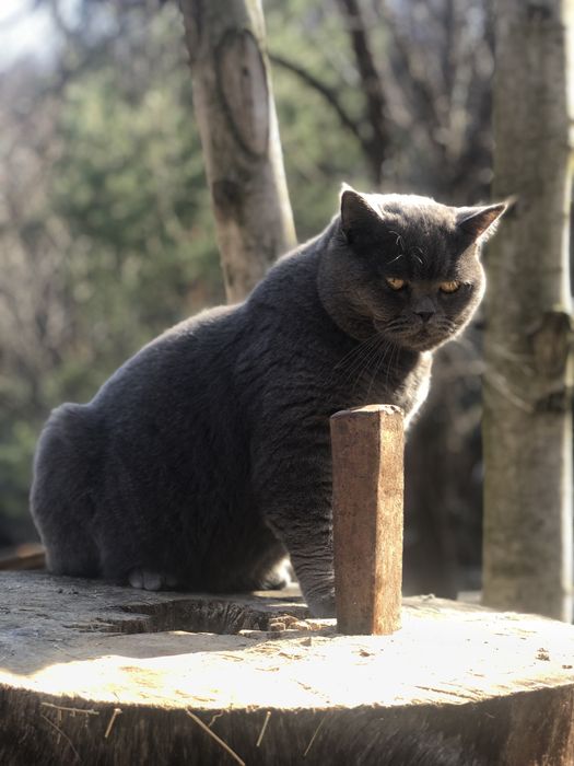Motan British Shorthair