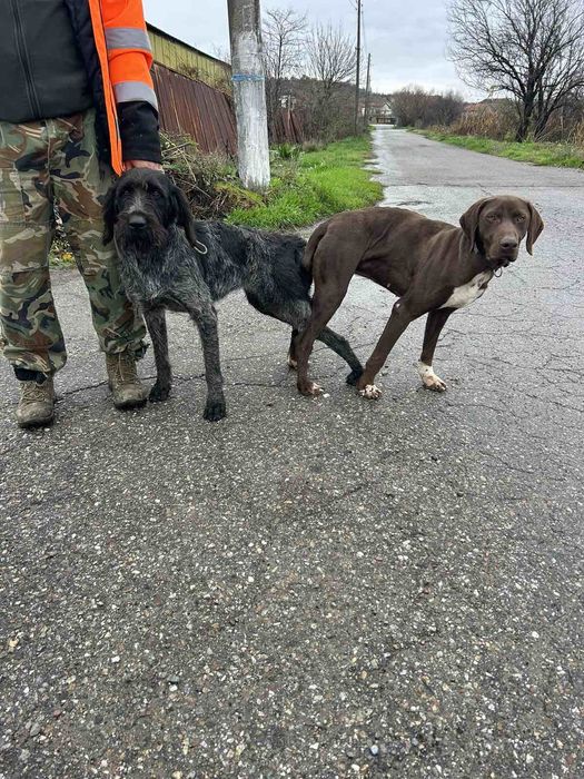 Дратхаар и Курцхаар