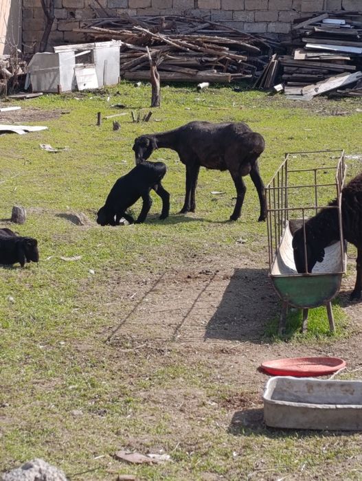 Ку́й она бола куй Кузи эркек хусори зот срочно сотилади манзил тошкент