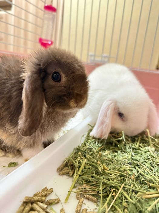 Кролики (нидерландский карликовый кролик) от заводчика, привитые