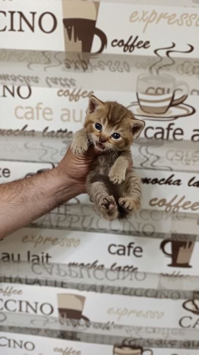 Shinshila mushukchalarimiz