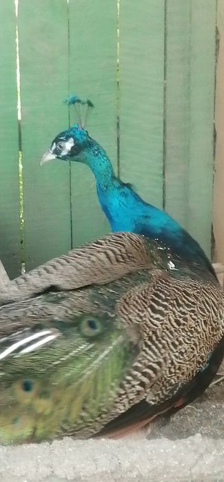 Păun mascul de vânzare