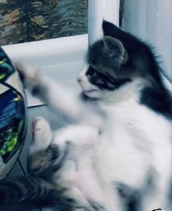 Отдам даром котенка