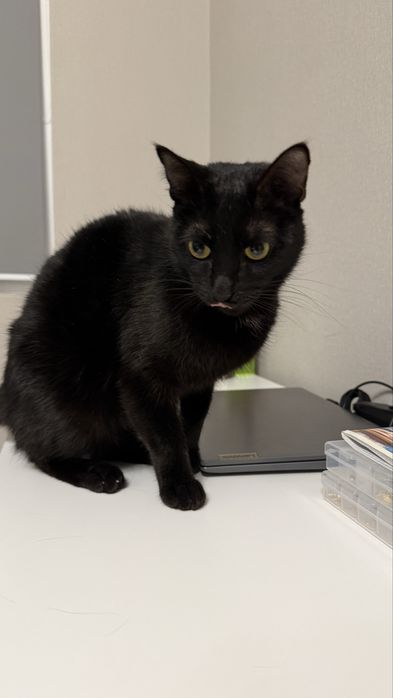 Отдам кота в добрые руки