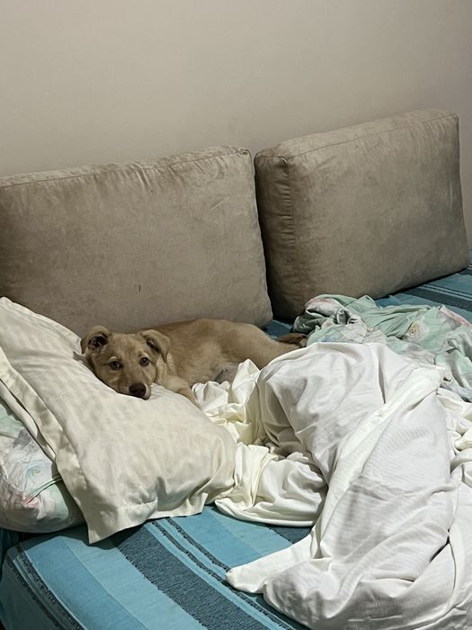 золотистый ретвивер