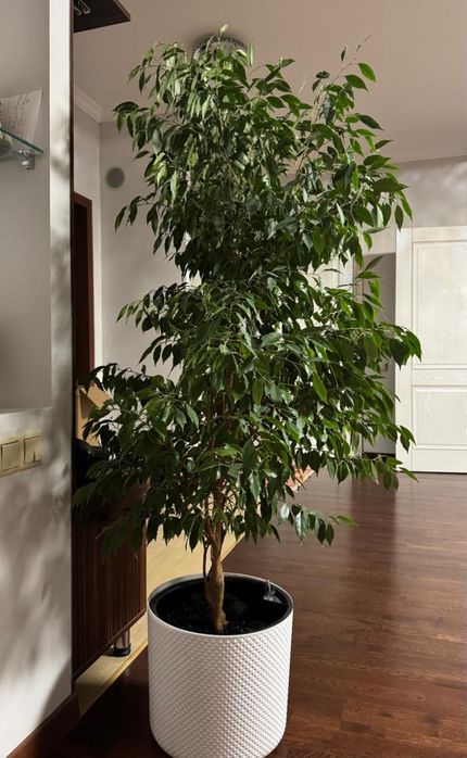 Комнатный цветок