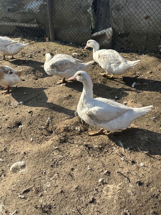 Продавам домашни патици 5бр.