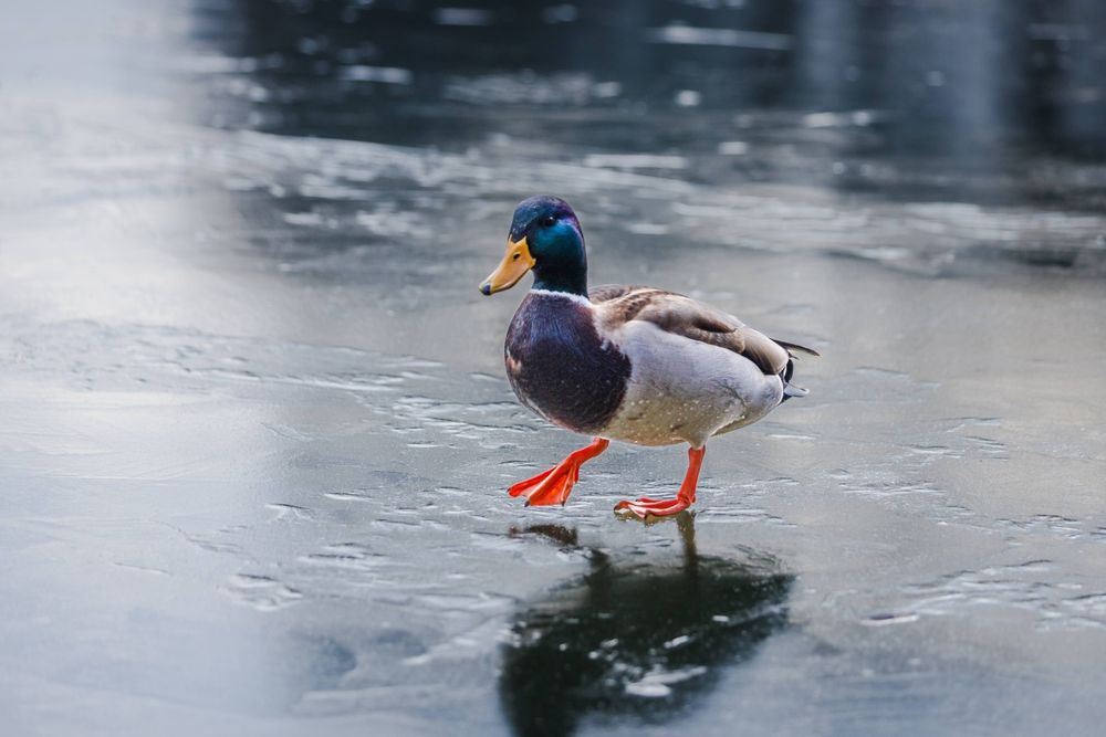 Canon 70-300 mm IS f4-5.6