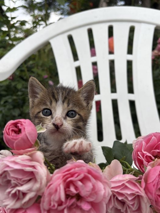 отдаем чудесных котят