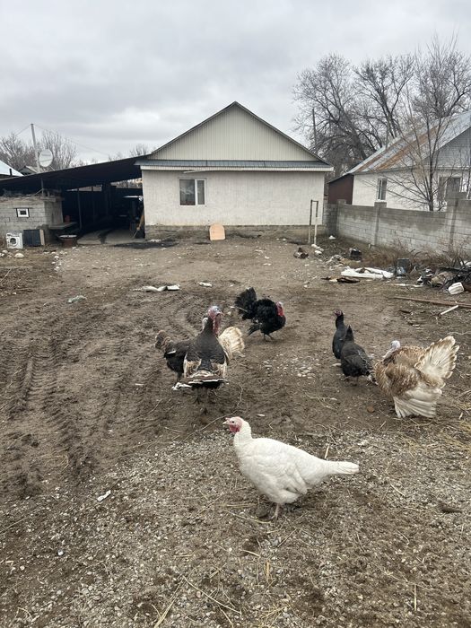 Продам индюков молодых петушков