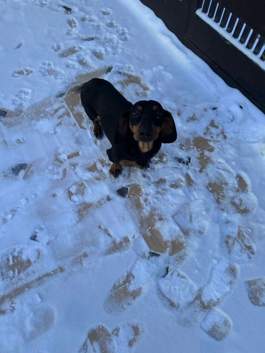 Пропала собака порода ТАКСА