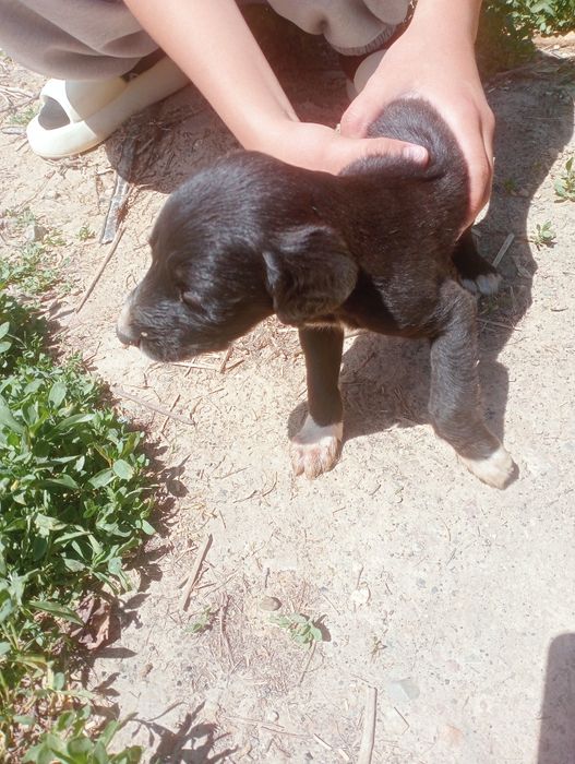 Тазы  собаки шенки