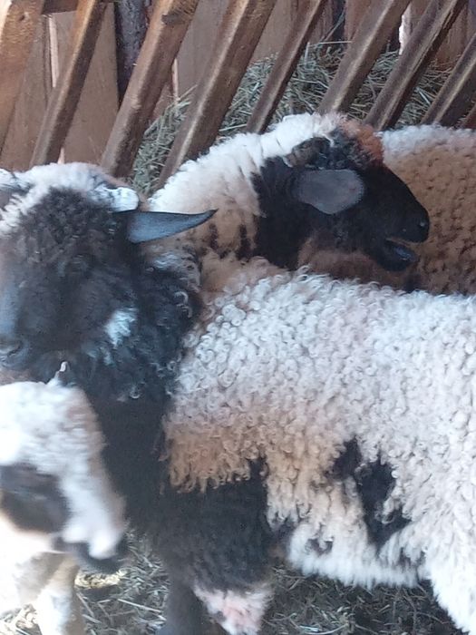 Vând 4 meluță mari și bune de ținut
