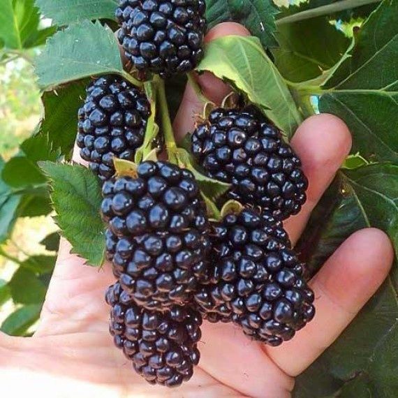 1️⃣ Blek Jem ежевика ko‘chati
2️⃣ Blek Jem Black Gem ежевика
3️⃣ Blek